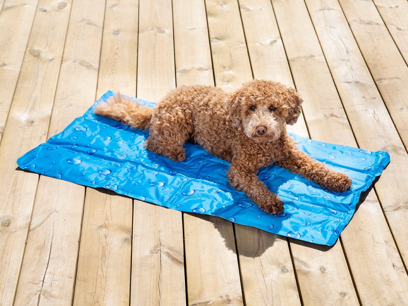 Dogman Kyldyna Droppar Blå M 50x90cm