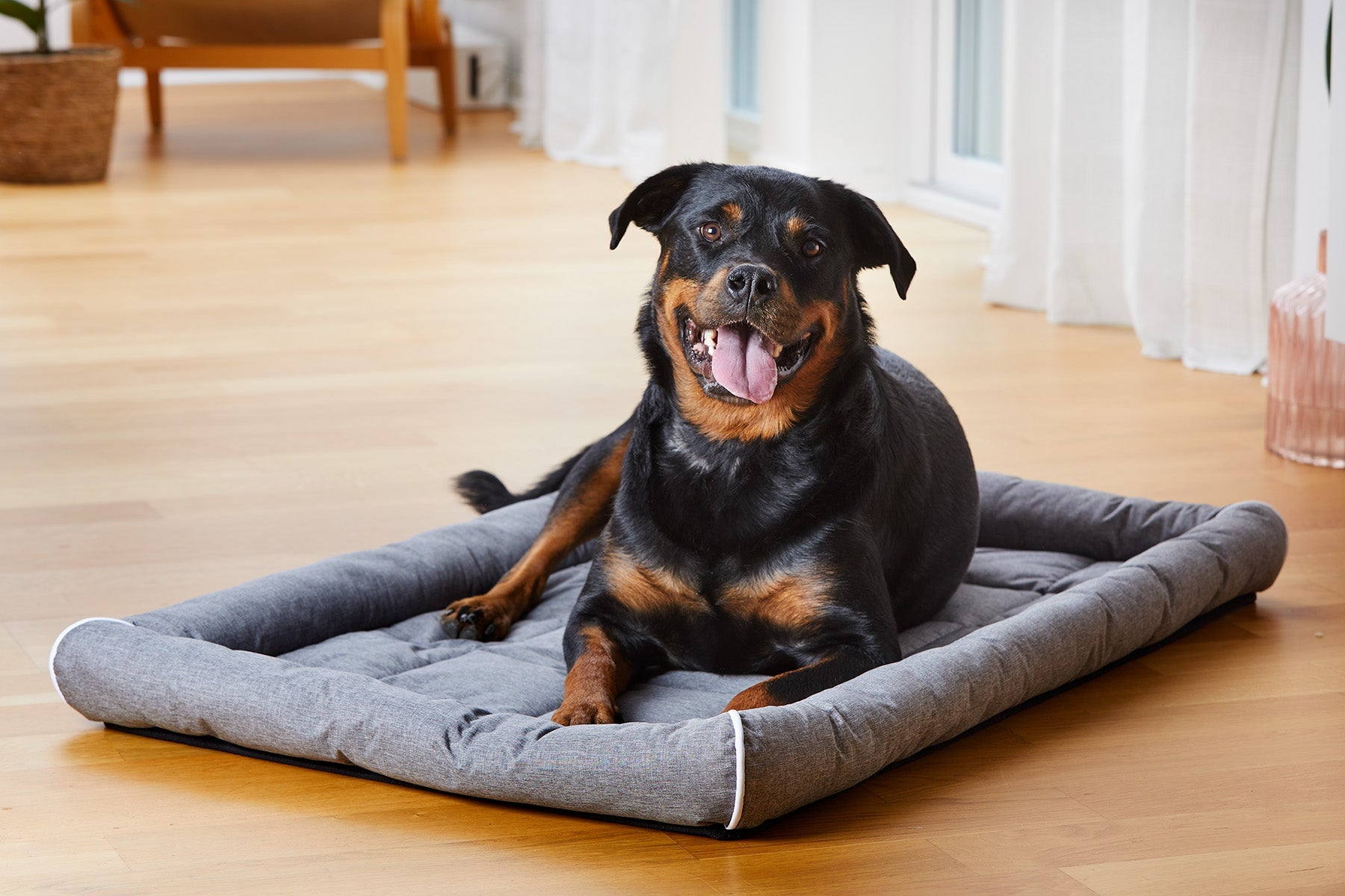 Buddy Hunddyna med kant Grå XL