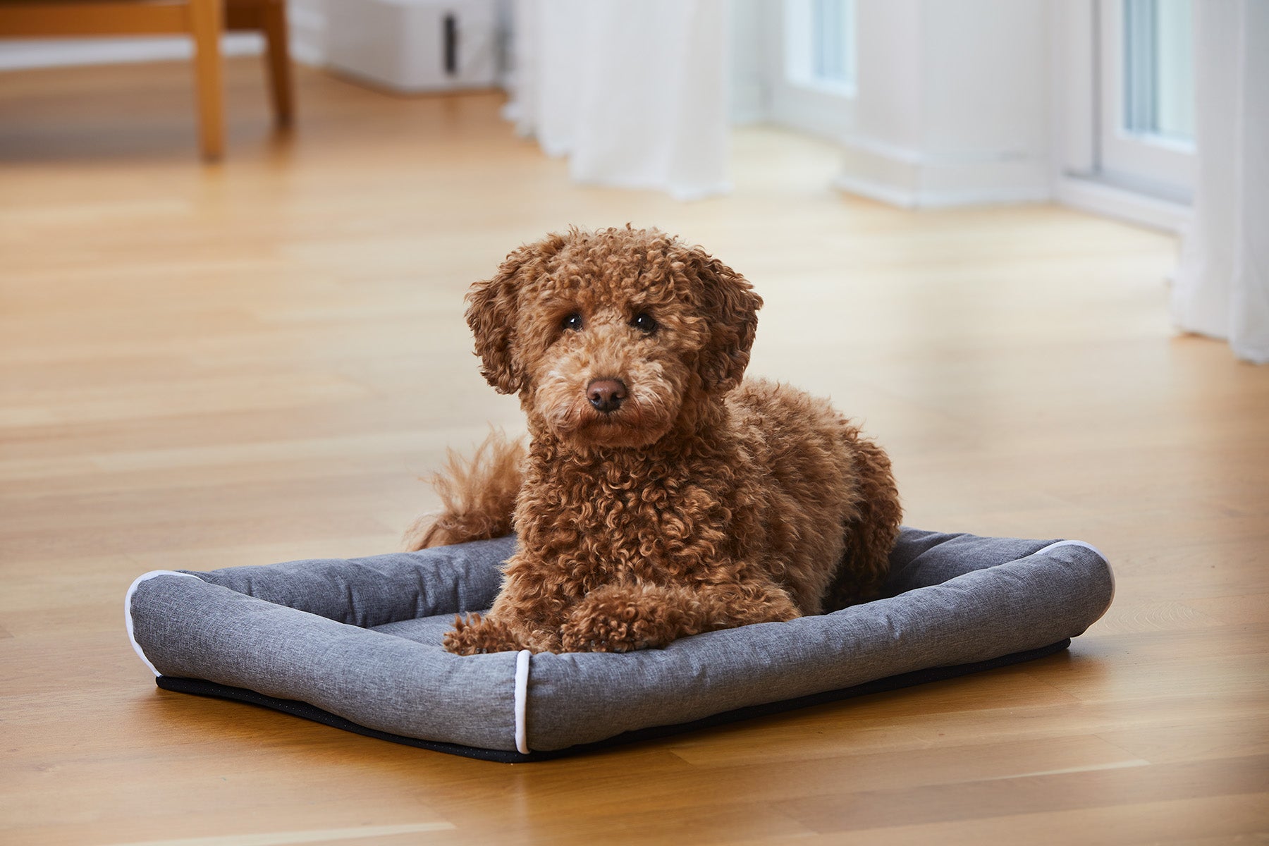 Buddy Hunddyna med kant Grå XXL